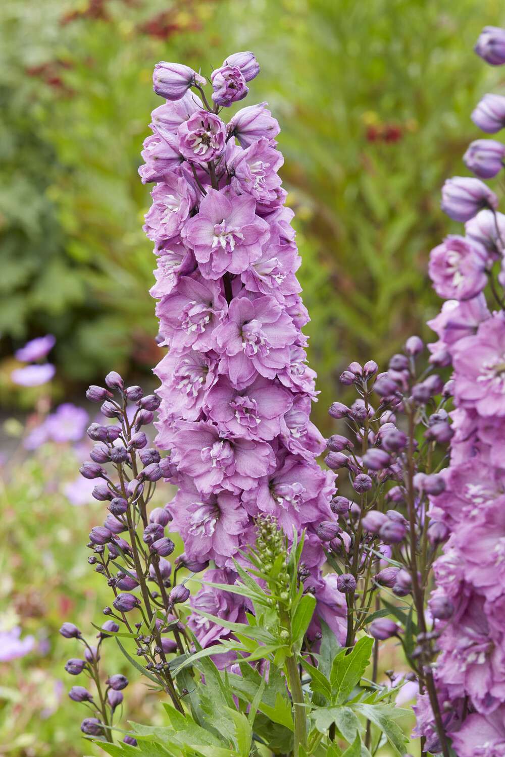 Ridderspore 'Delphi's Pink Power'